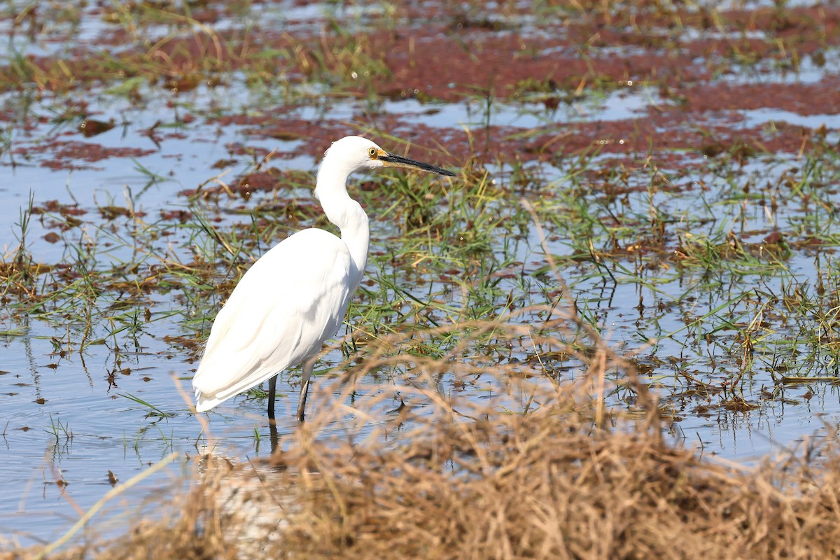 Little Egret - ML625823393