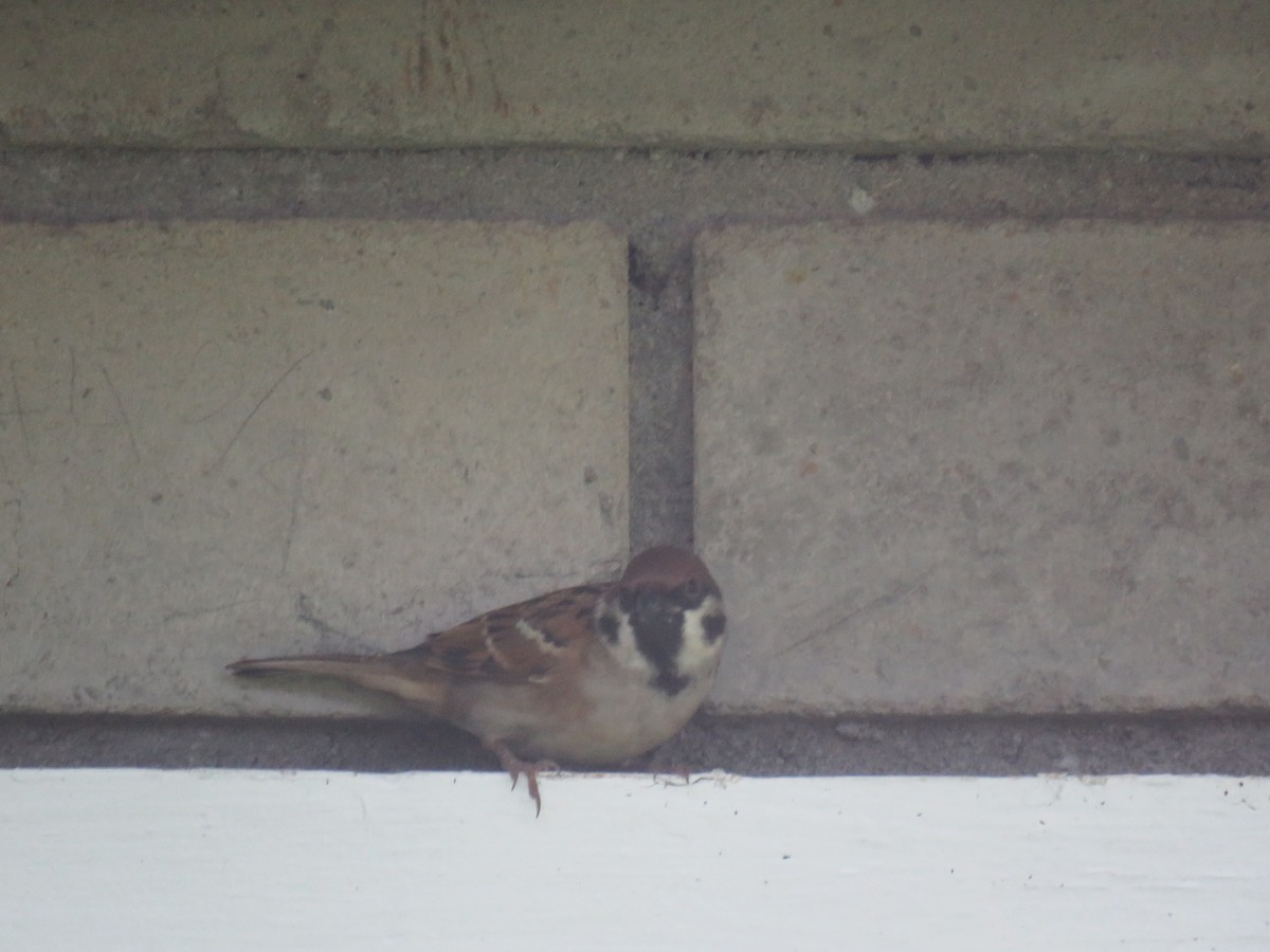 Eurasian Tree Sparrow - ML625823397