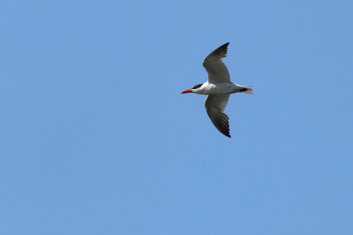 Caspian Tern - ML625823425