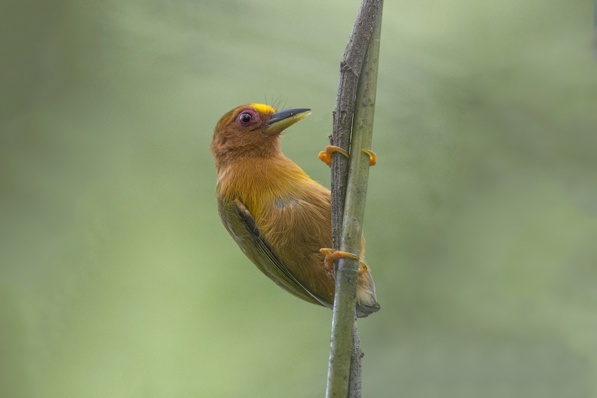 Rufous Piculet - ML625823449