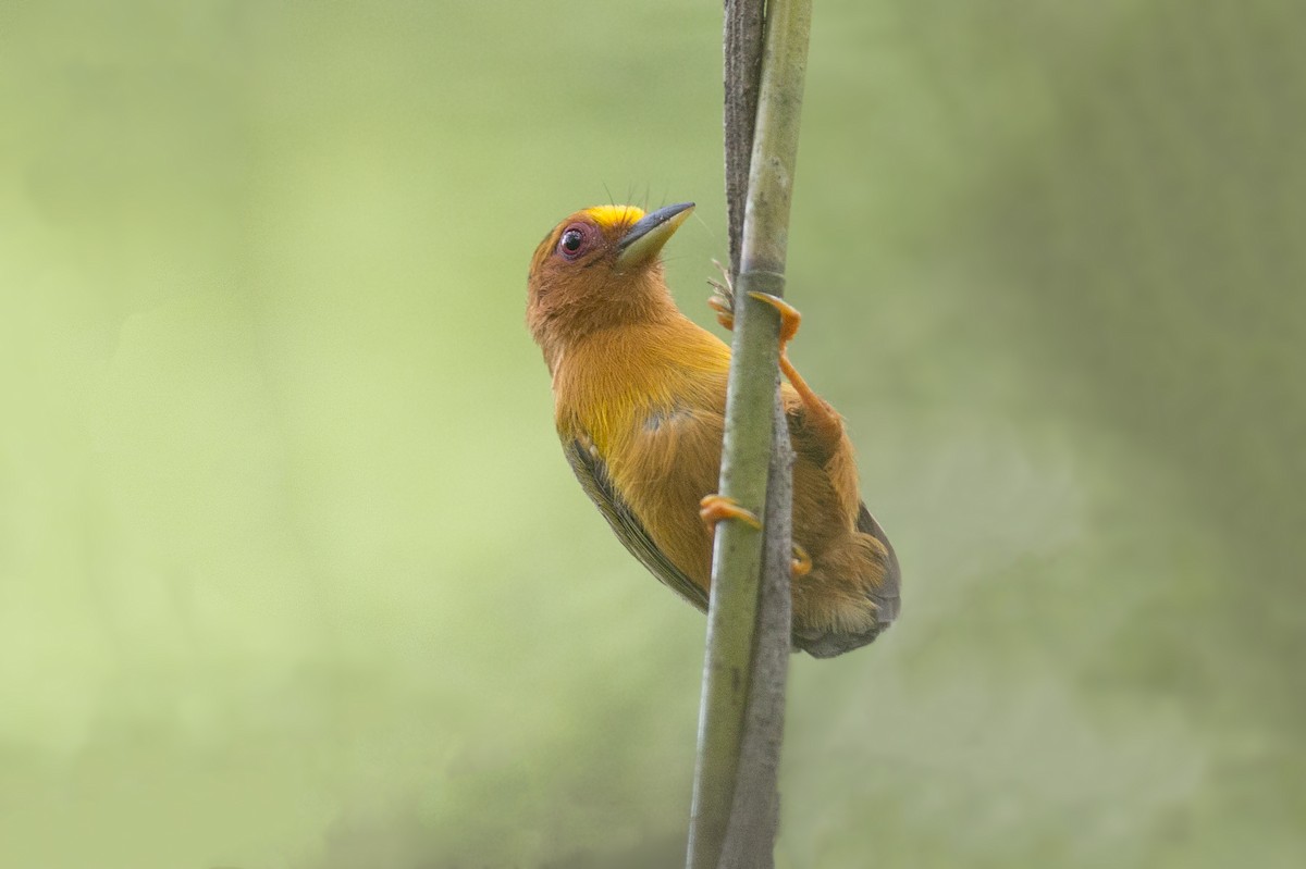 Rufous Piculet - ML625823450