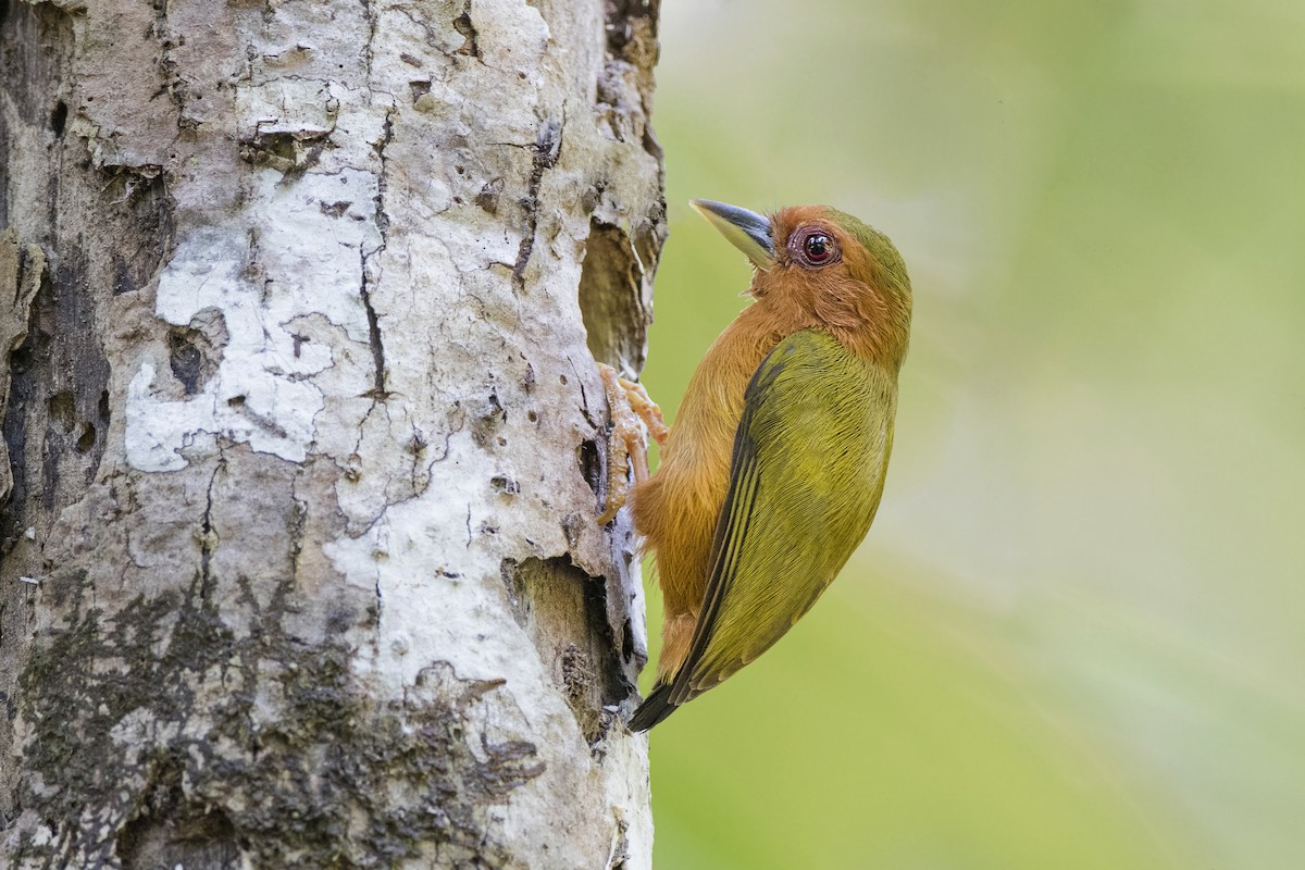 Rufous Piculet - ML625823451