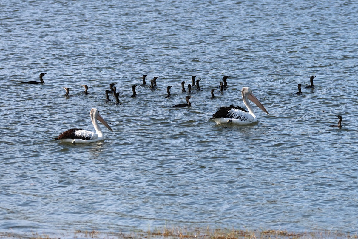 Australian Pelican - ML625823465