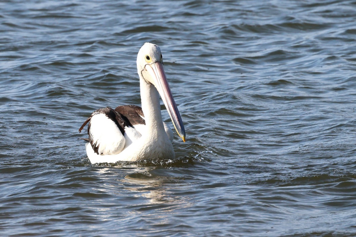 Australian Pelican - ML625823466