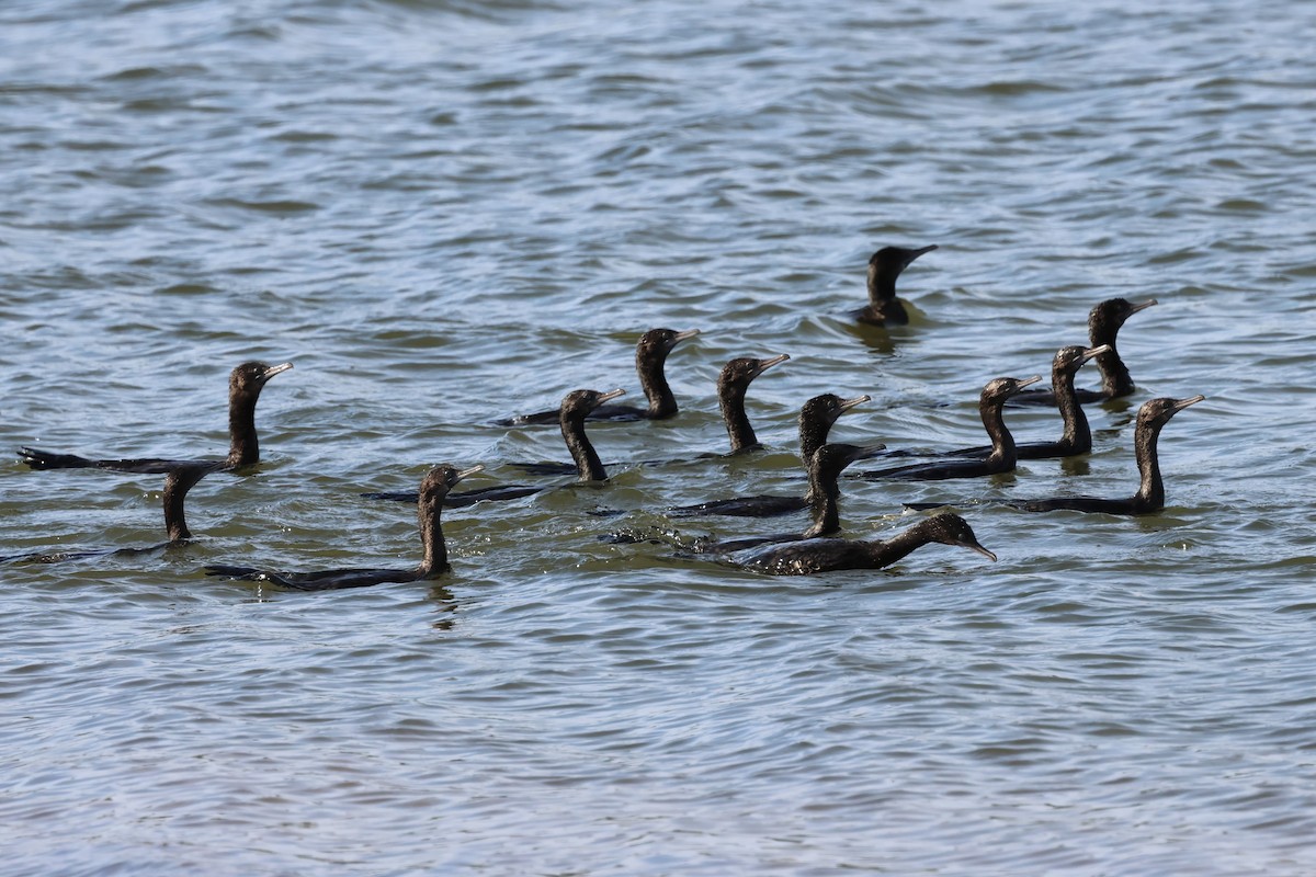 Little Black Cormorant - ML625823502