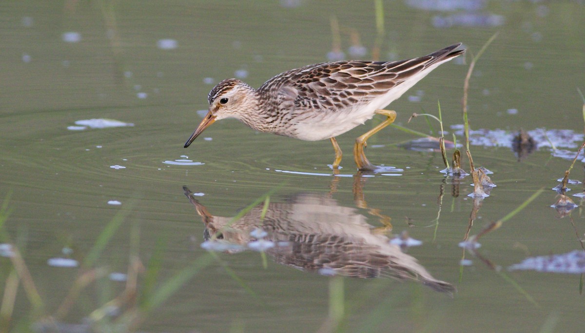 美洲尖尾濱鷸 - ML625823553