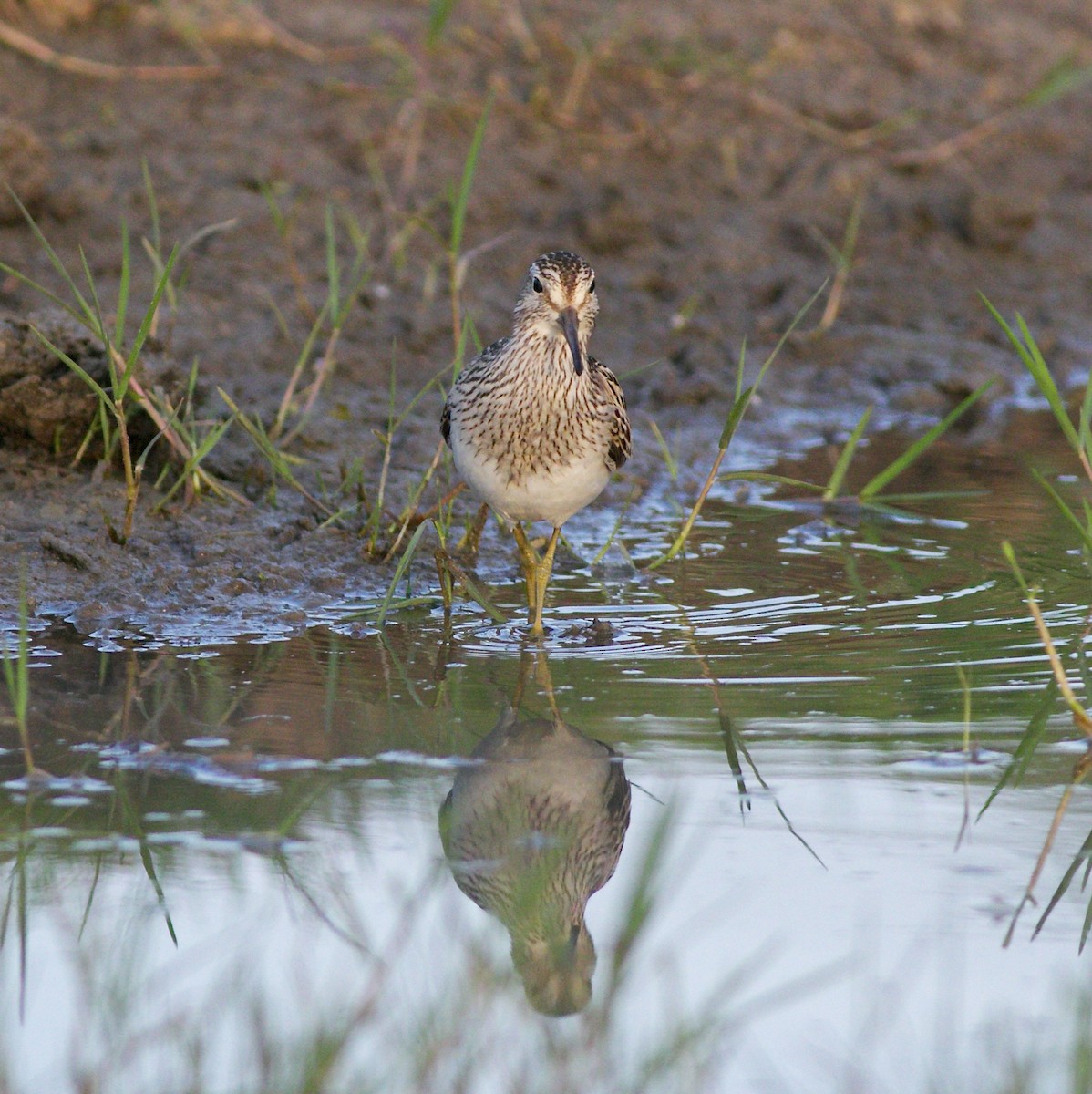 美洲尖尾濱鷸 - ML625823554