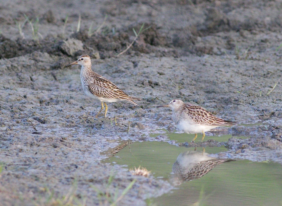 美洲尖尾濱鷸 - ML625823555