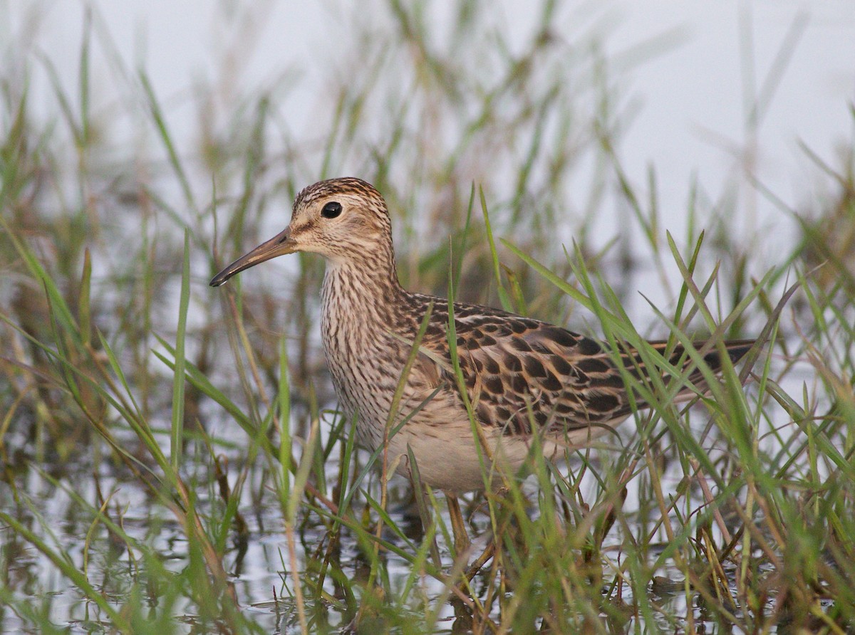 美洲尖尾濱鷸 - ML625823556