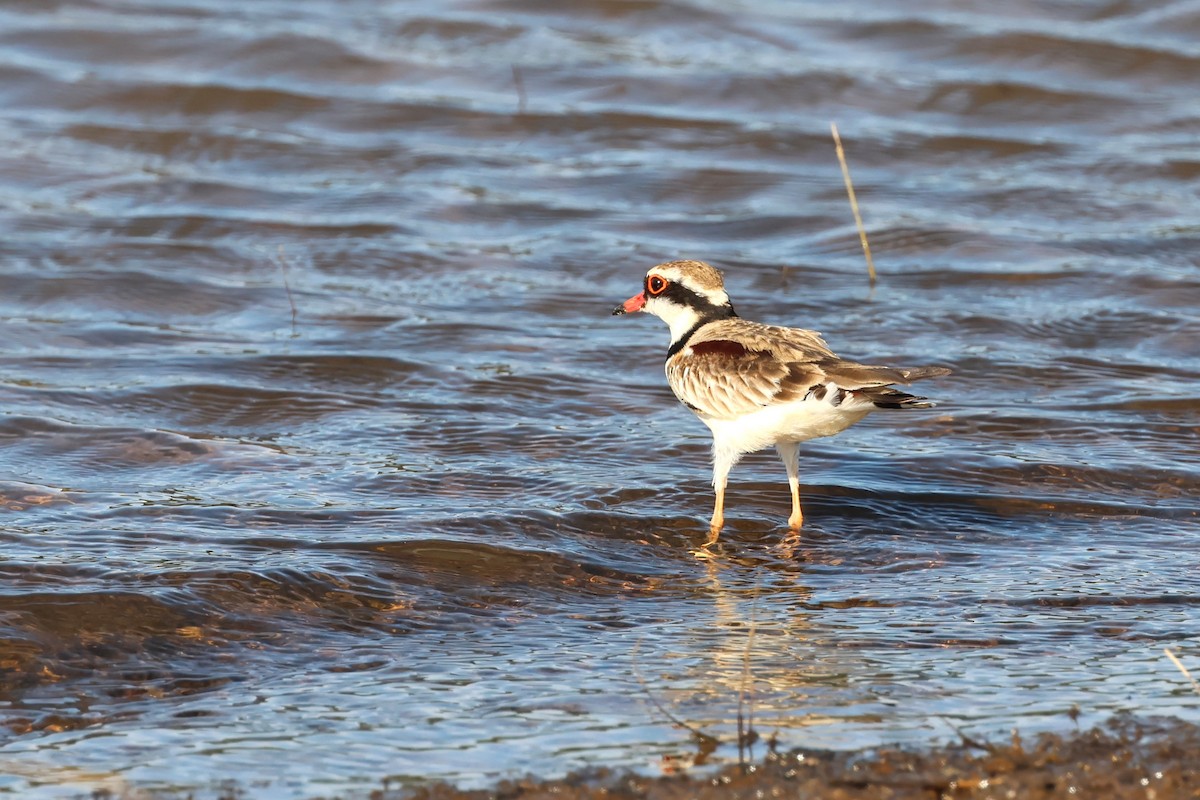 Black-fronted Dotterel - ML625823582