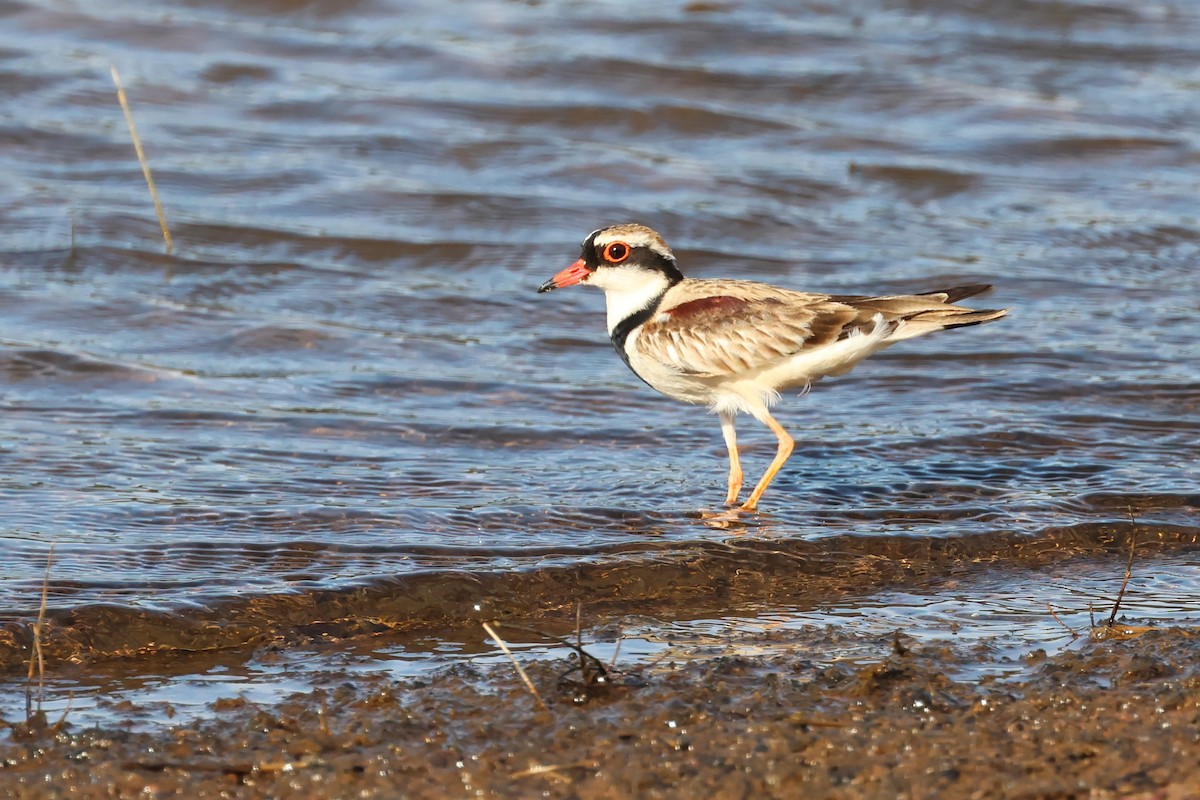 Black-fronted Dotterel - ML625823583