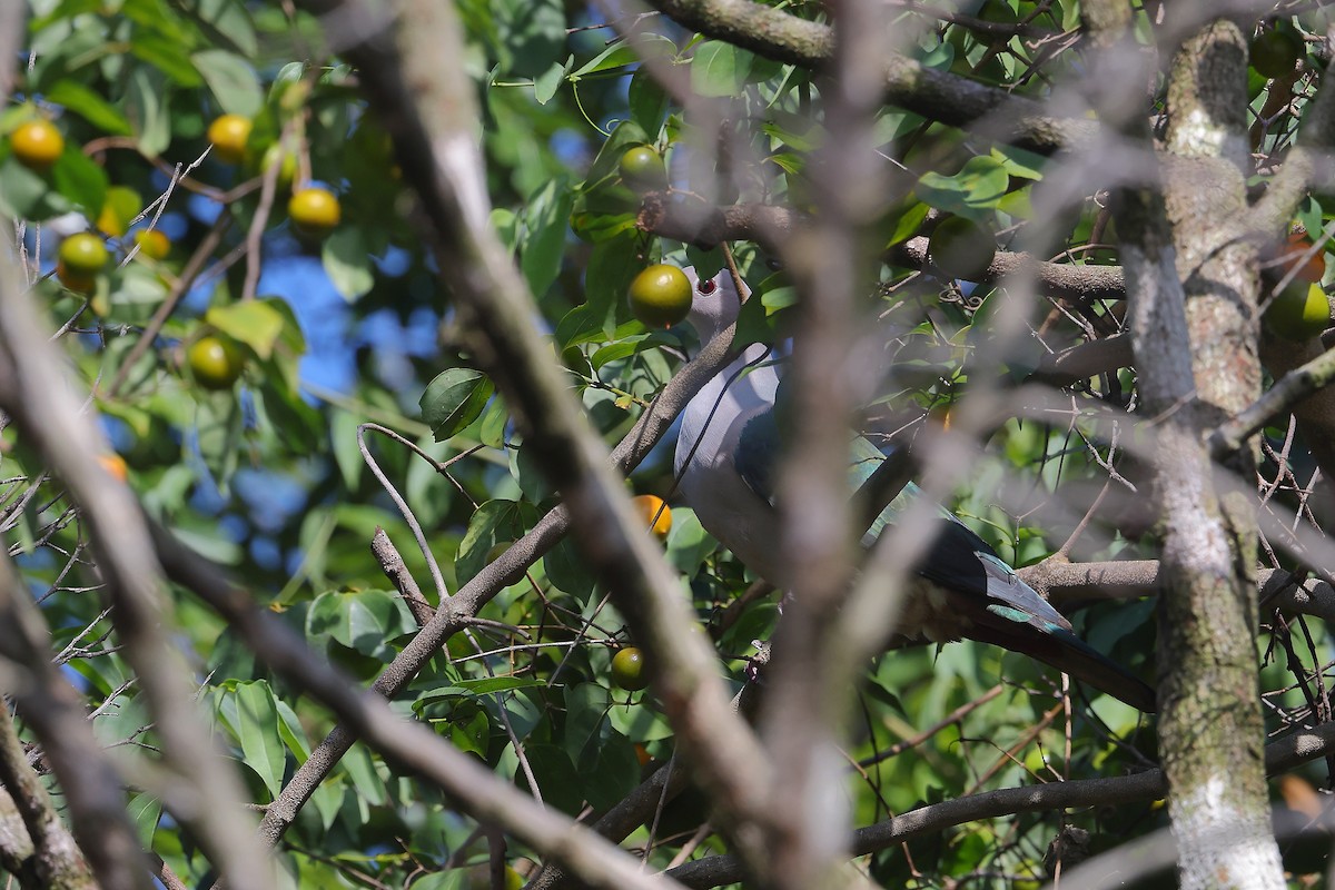 Green Imperial-Pigeon - ML625823610