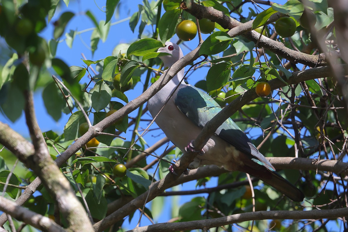 Green Imperial-Pigeon - ML625823611