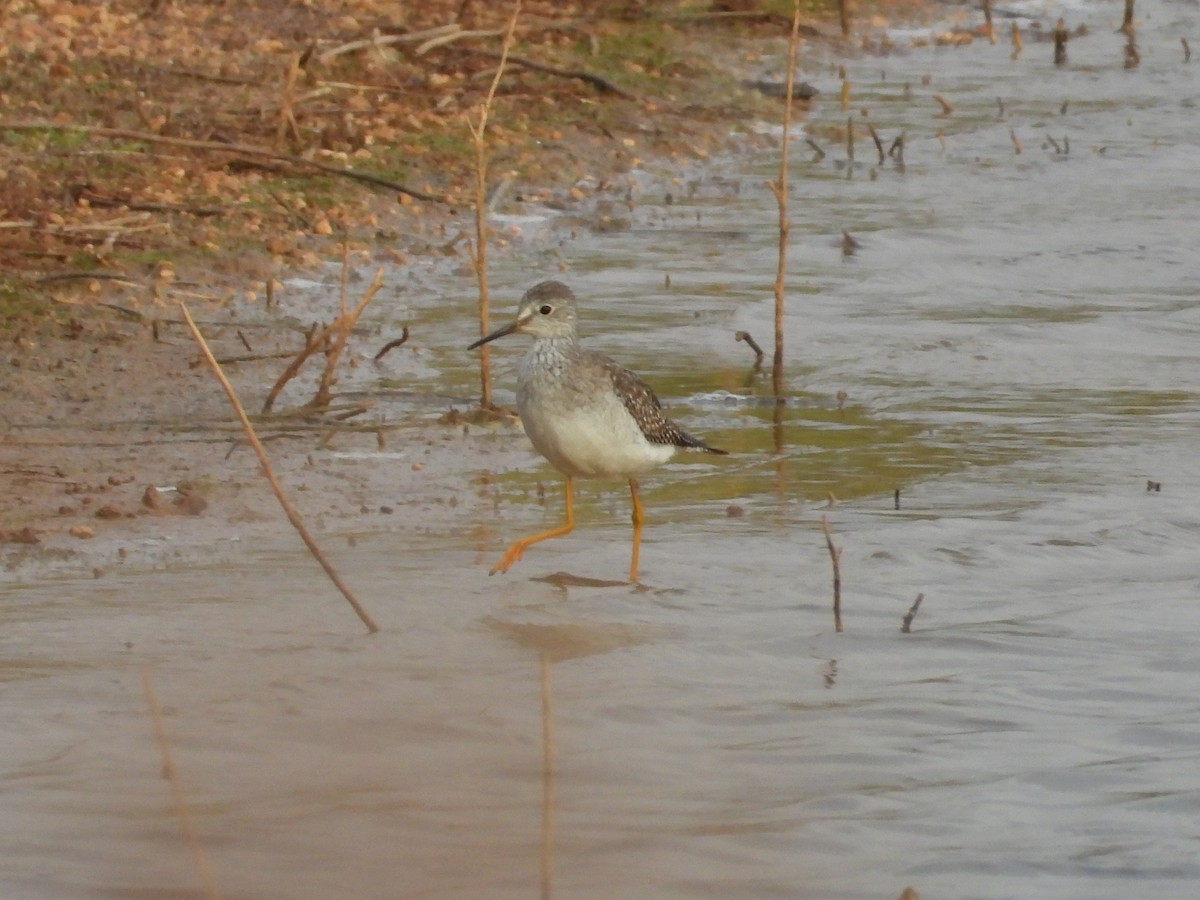 Lesser Yellowlegs - Julen Santa Cristina