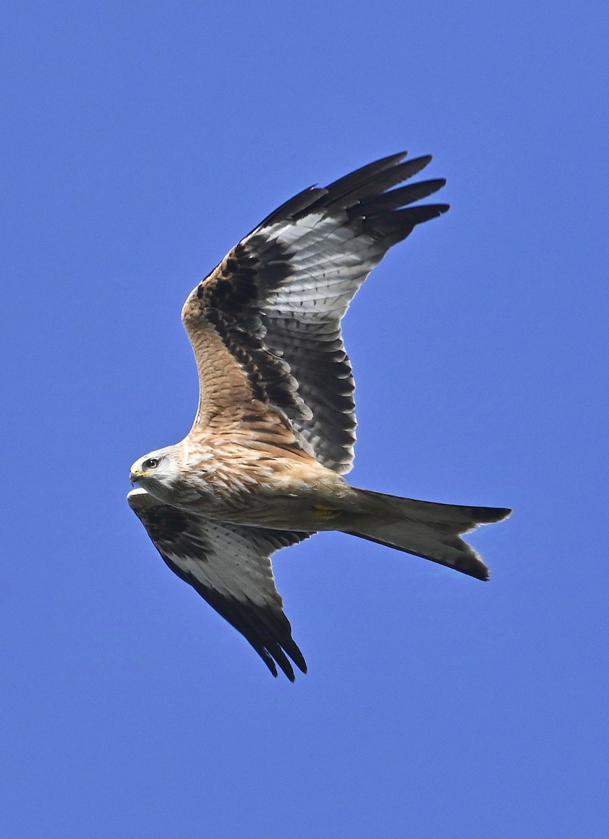 Red Kite - ML625823796