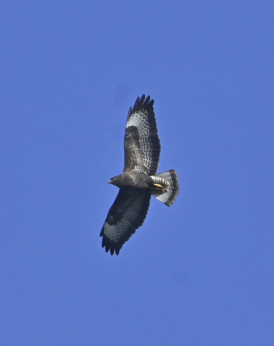 Common Buzzard - ML625823800