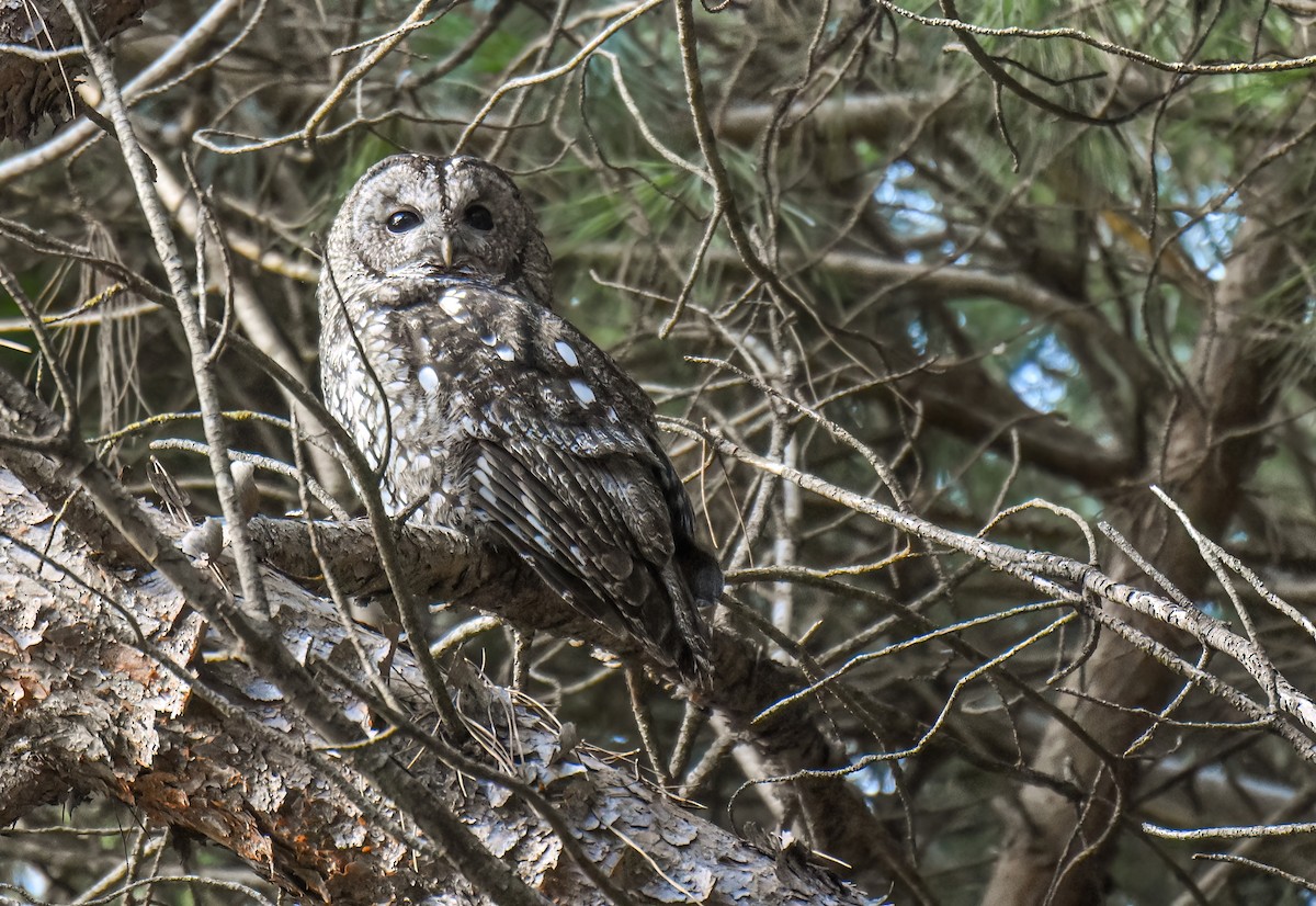 Tawny Owl - ML625823865