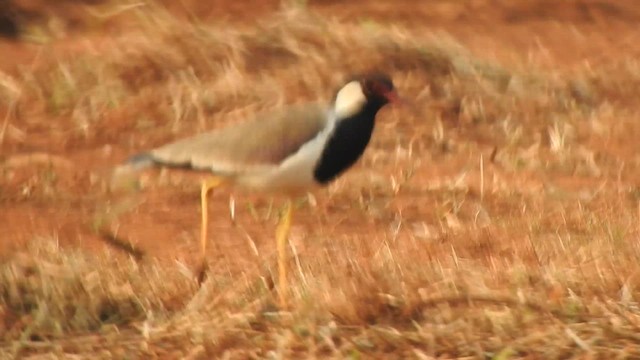 Red-wattled Lapwing - ML625823930