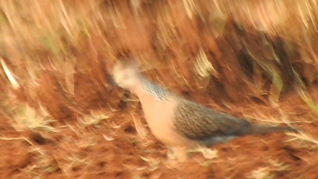 Spotted Dove - ML625823931