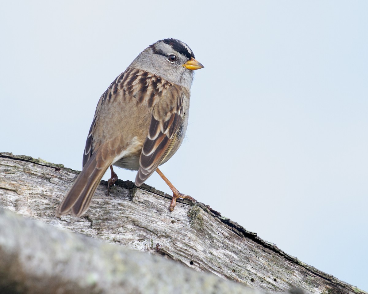 White-crowned Sparrow - ML625824030