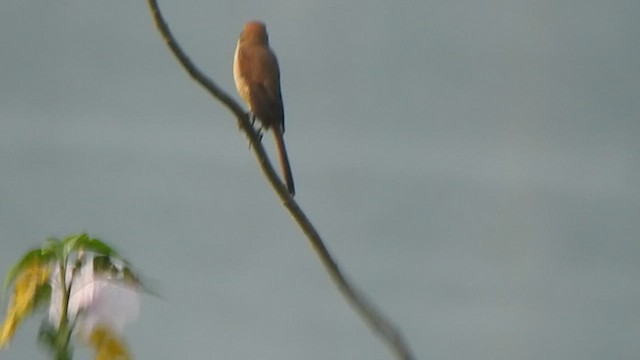 Brown Shrike - ML625824180