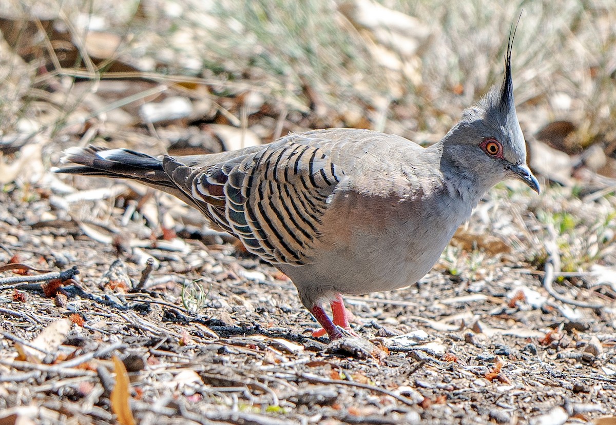 Crested Pigeon - ML625824215
