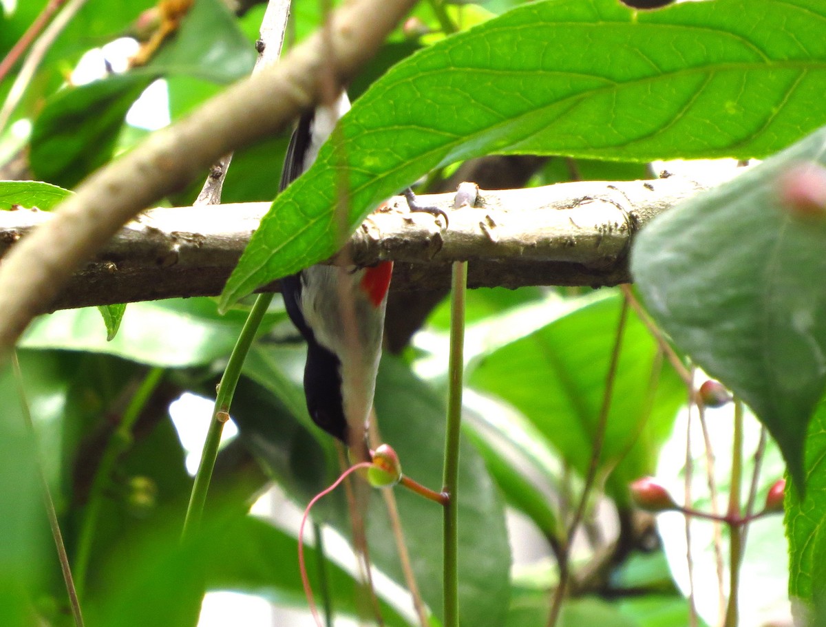 Red-keeled Flowerpecker - ML625824419