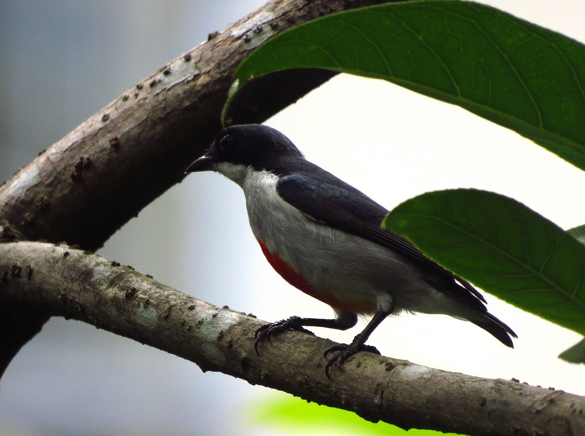 Red-keeled Flowerpecker - ML625824420