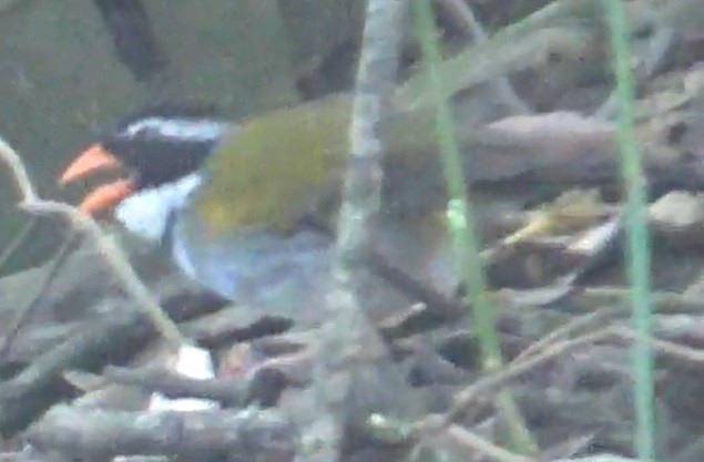 Orange-billed Sparrow - ML625824495