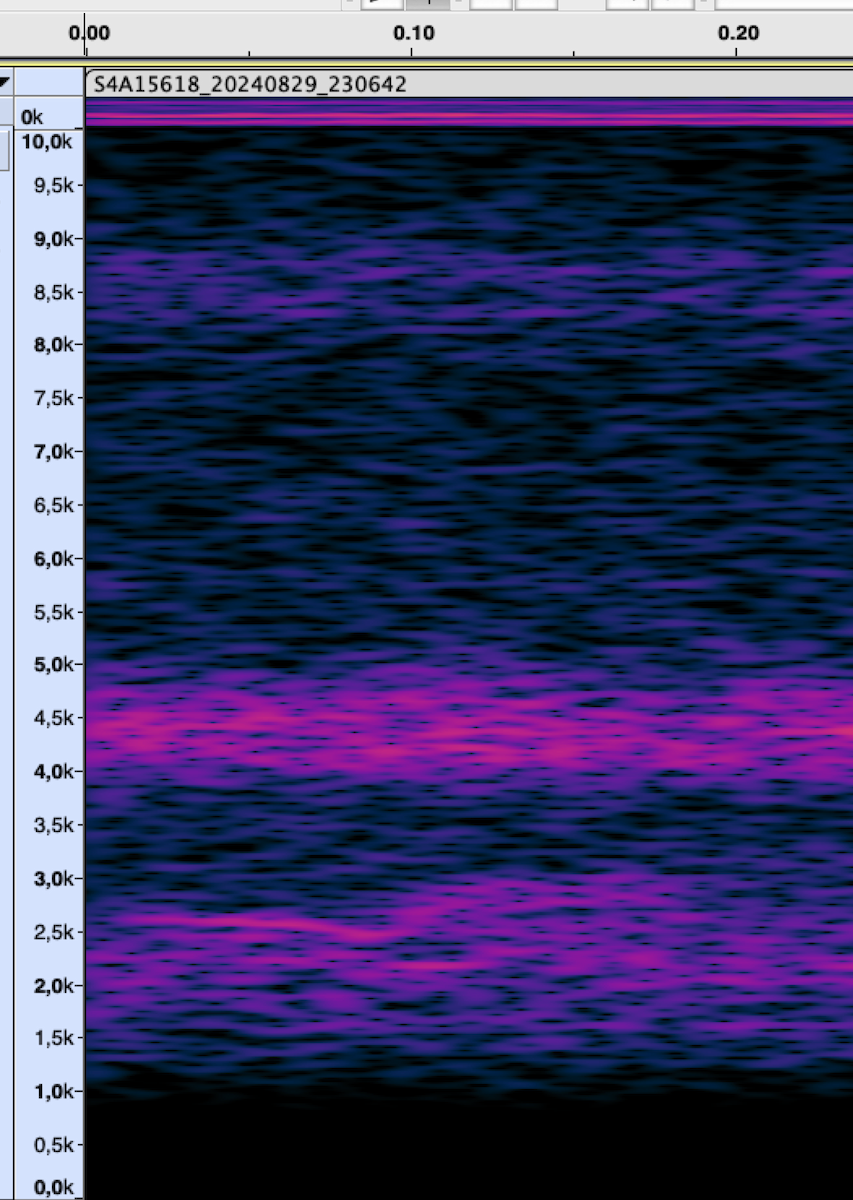 bird sp. - ML625824550