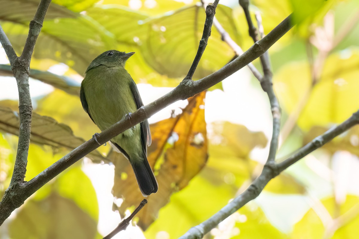 Green Manakin - ML625824556