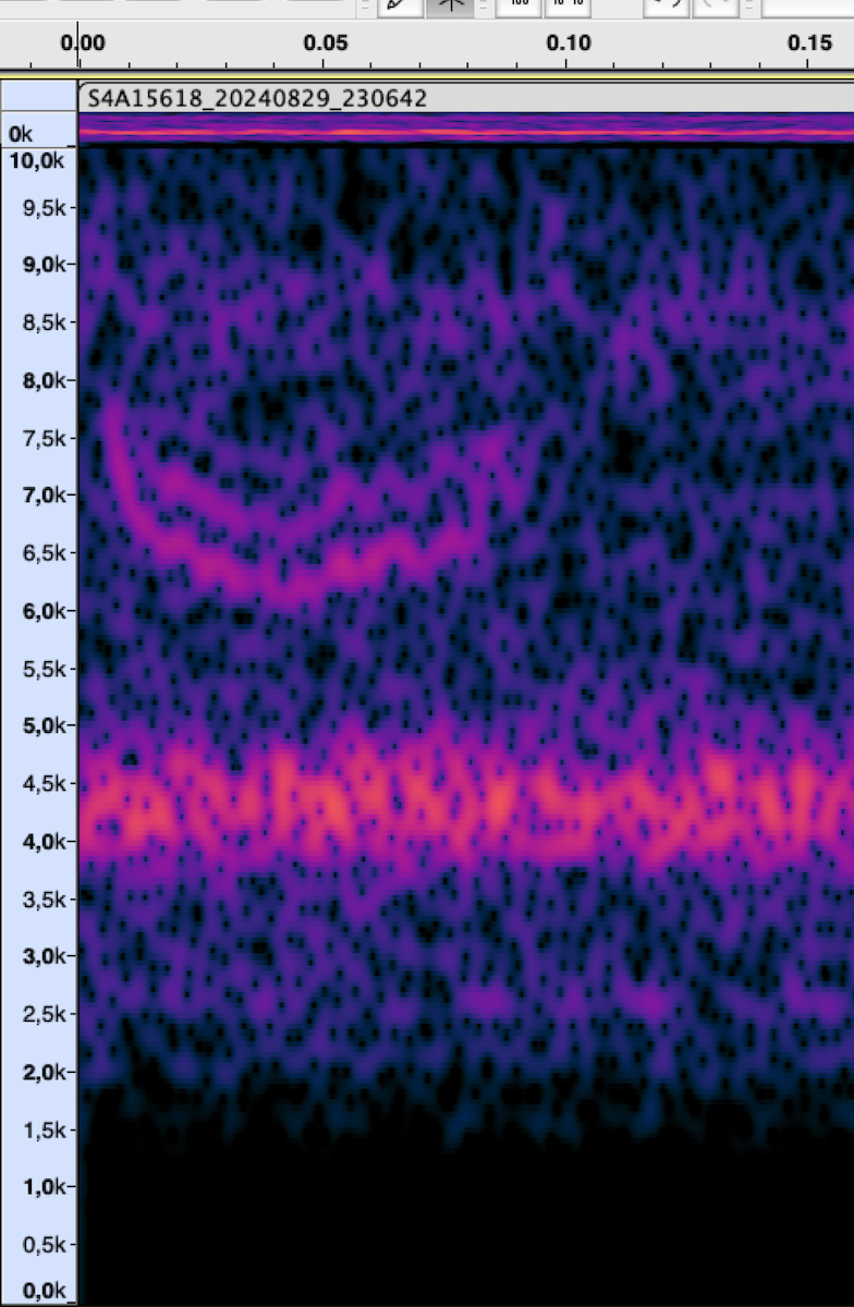 new world sparrow sp. - ML625824574