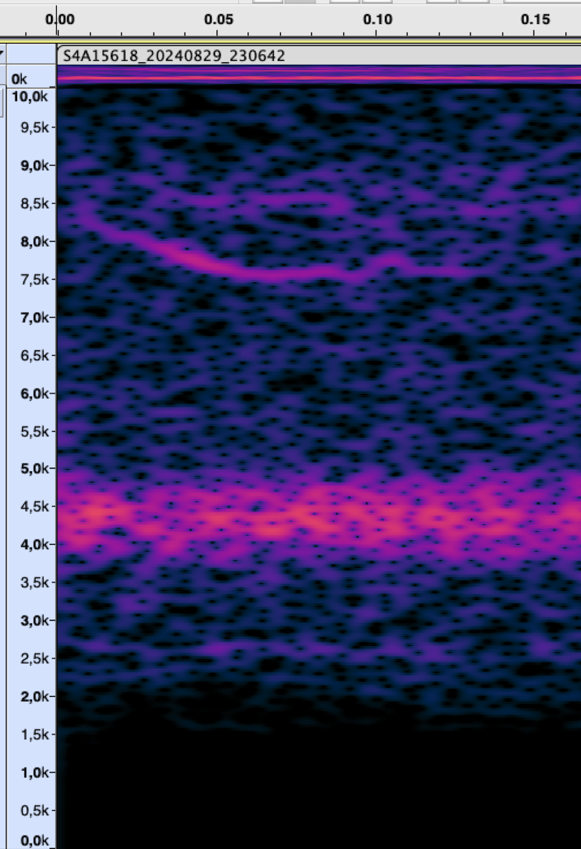 new world sparrow sp. - ML625824575