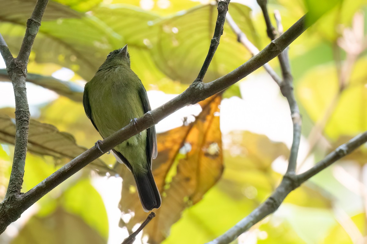 Green Manakin - ML625824592