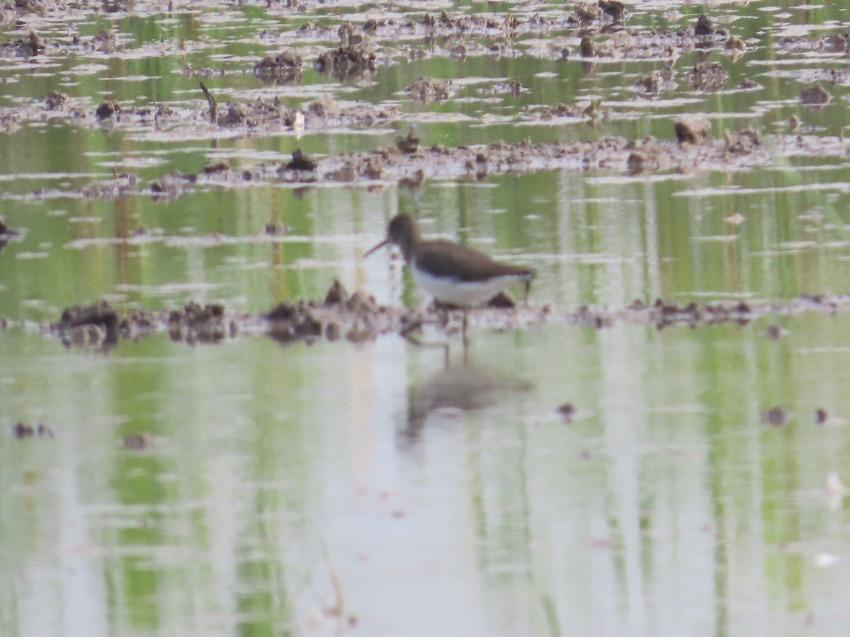 Green Sandpiper - ML625824607