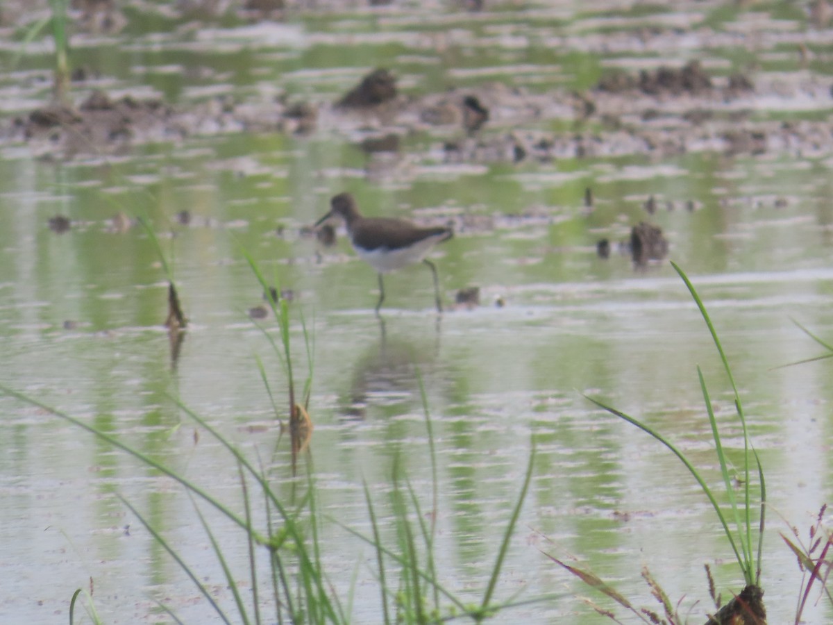 Green Sandpiper - ML625824608