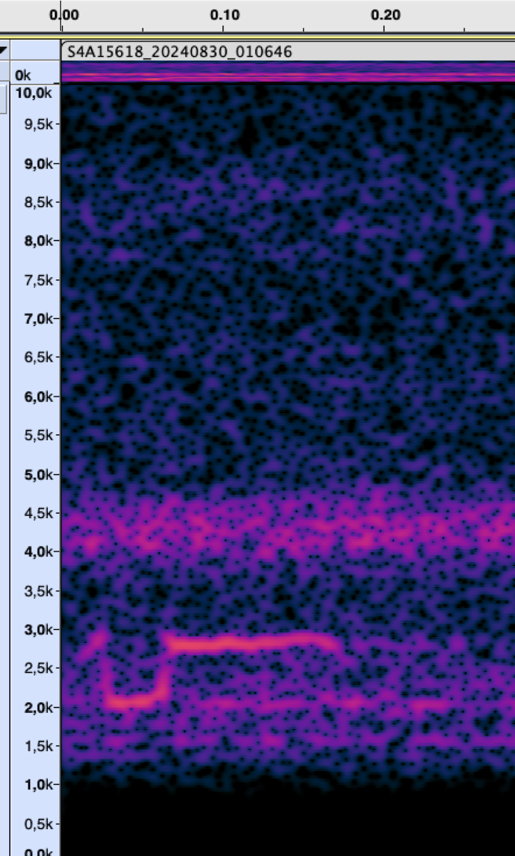 bird sp. - ML625824768