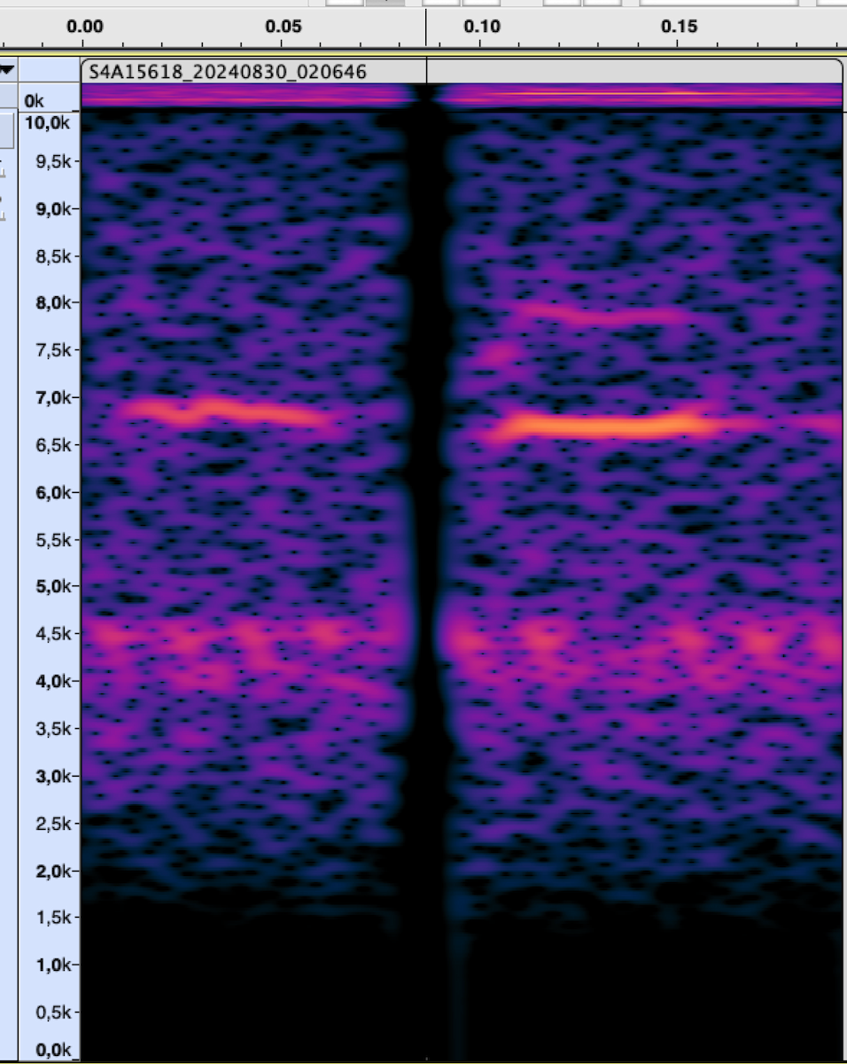new world warbler sp. - ML625824851