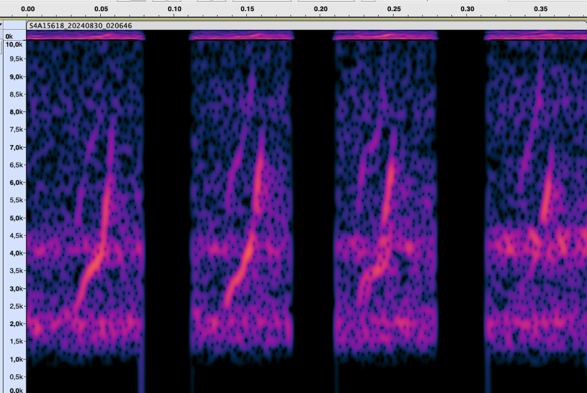 Least Flycatcher - ML625824860