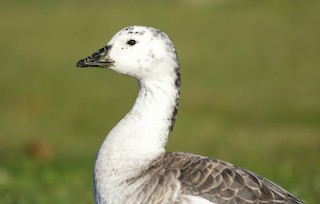 Snow Goose x Brant (hybrid) - eBird