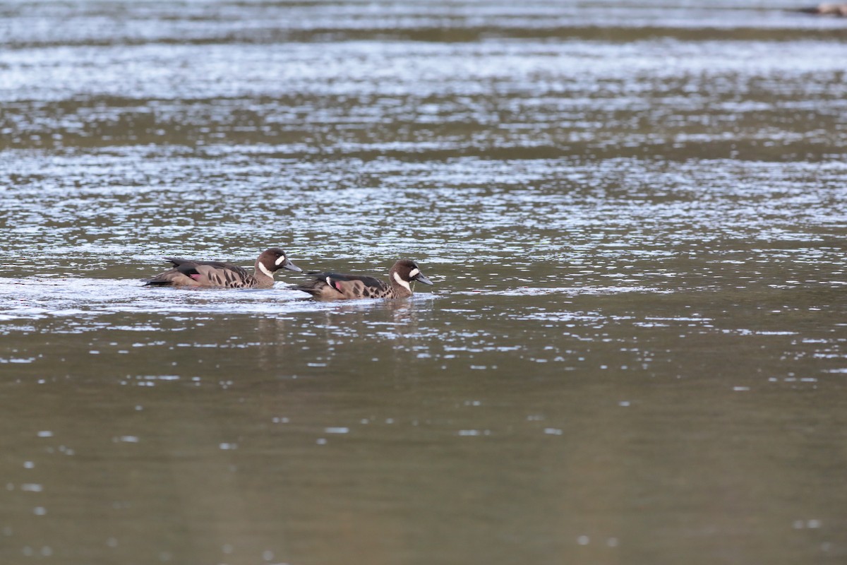 Spectacled Duck - ML625824896