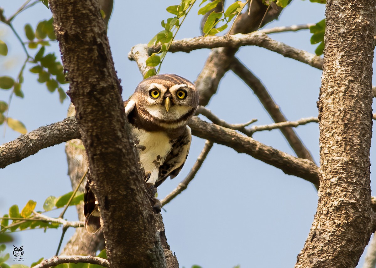 Forest Owlet - ML625824906