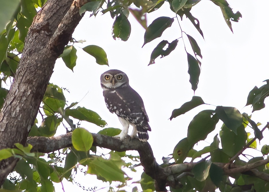 Forest Owlet - ML625824907