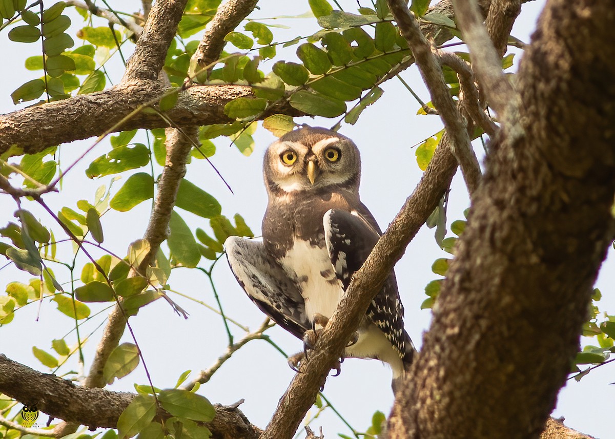 Forest Owlet - ML625824908