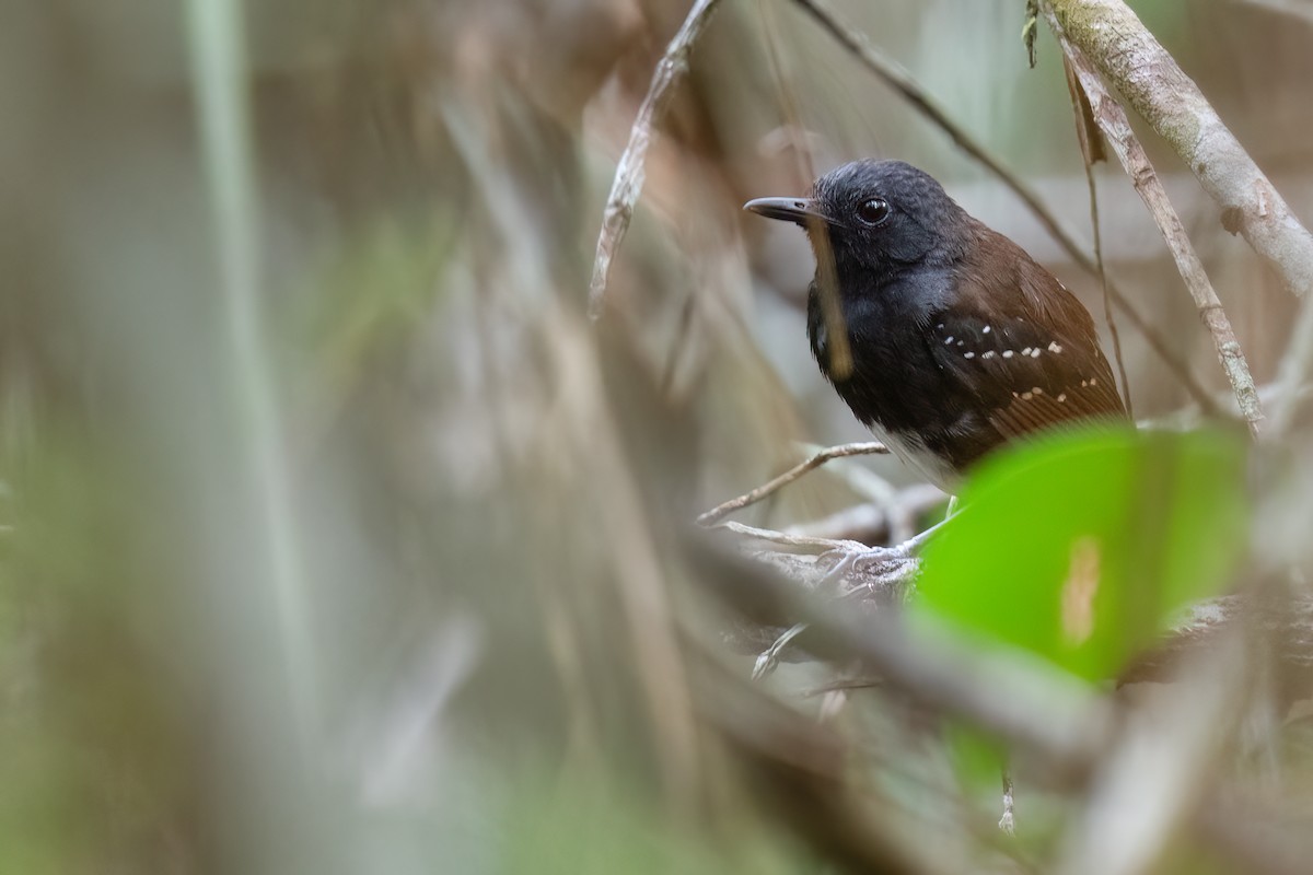 Zimmer's Antbird - ML625824935