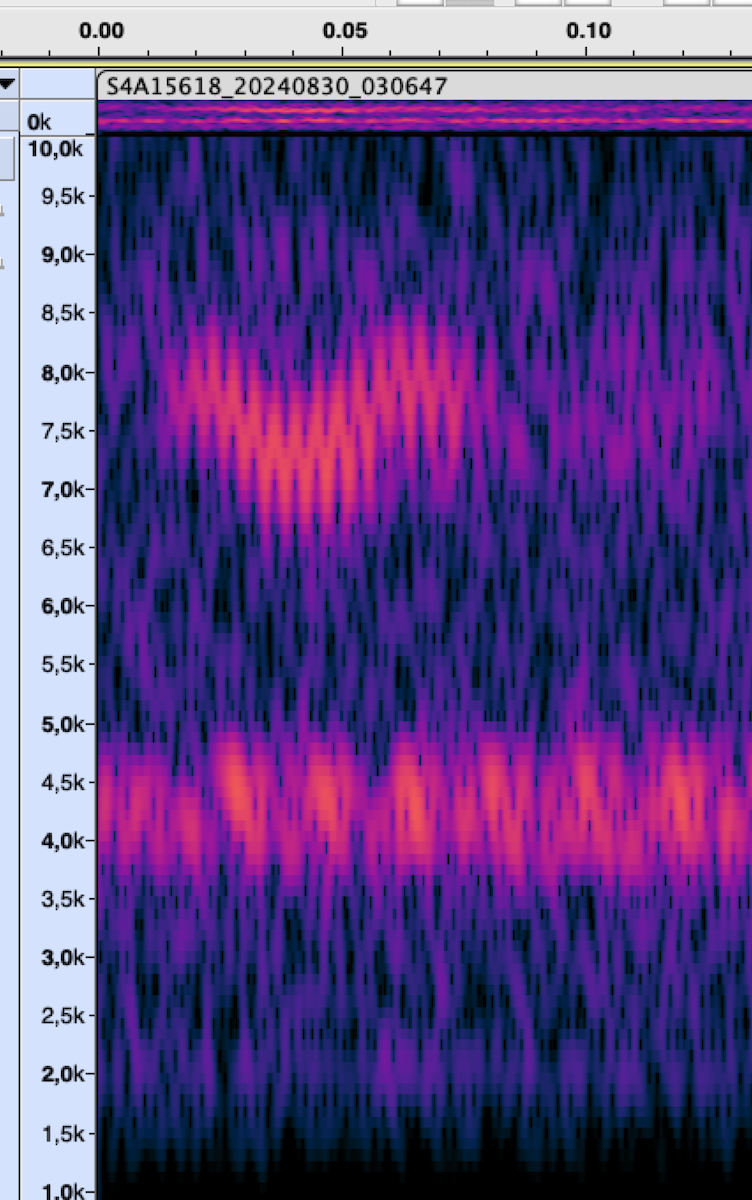 Black-and-white Warbler - ML625824964