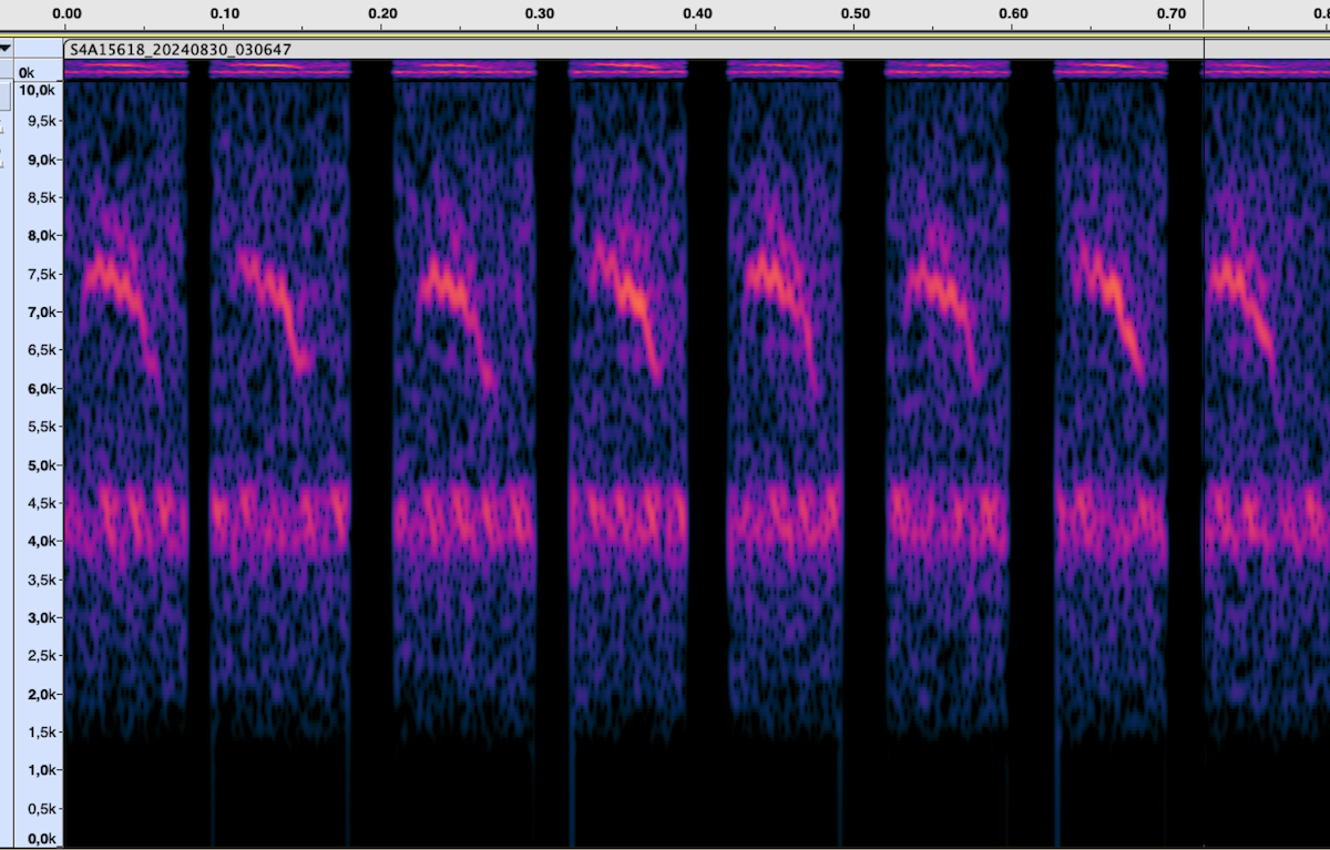 Cape May Warbler - ML625824976