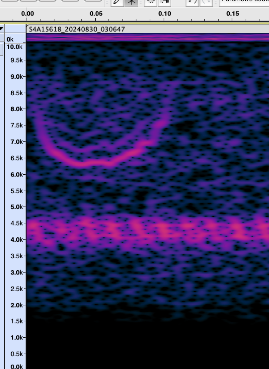 new world sparrow sp. - ML625824978
