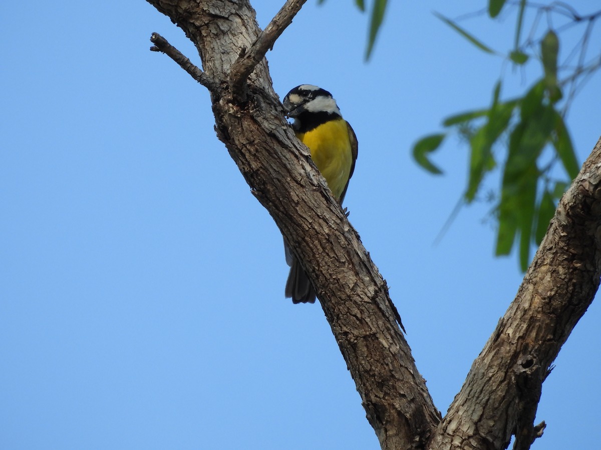 Northern Shrike-tit - ML625825077