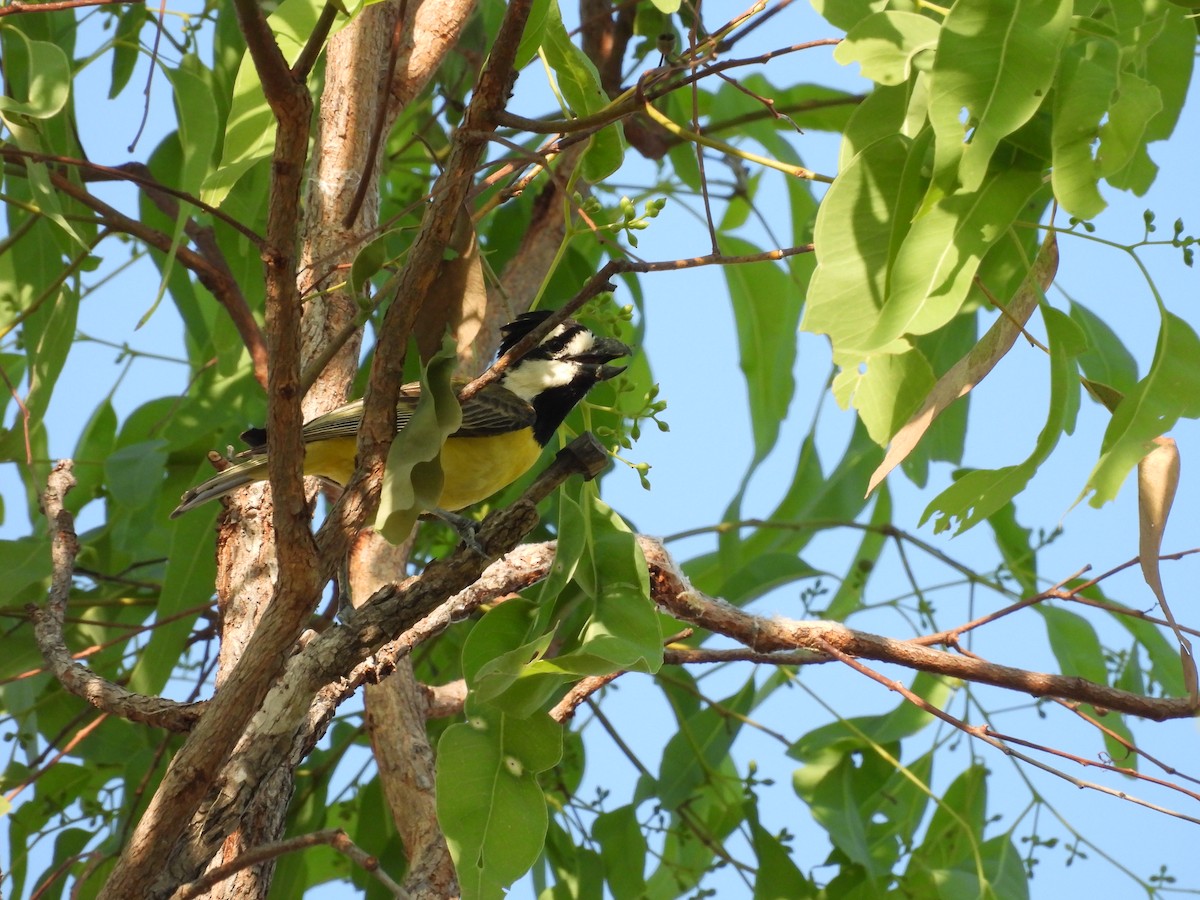 Northern Shrike-tit - ML625825078